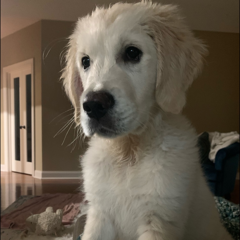 Meet your Posher, Acadia